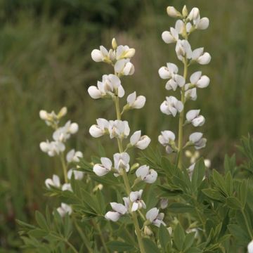 Baptisia australis Alba - Blauwe valse indigo
