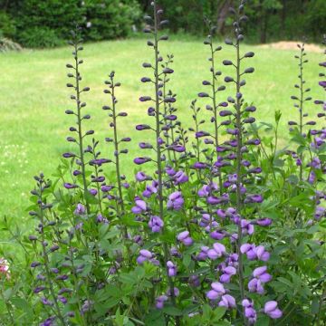 Baptisia Purple Smoke - Blauwe valse indigo