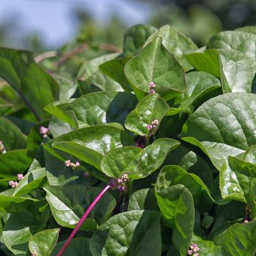 Malabar spinazie Select Red - Basella alba (zaad)