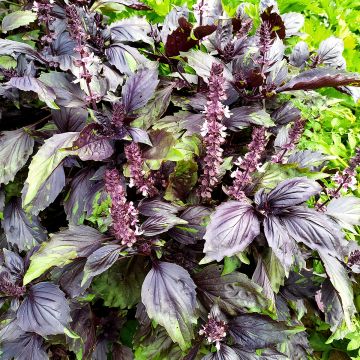 Kaneelbasilicum Cinamonette Kaneelbasilicum Cinamonette