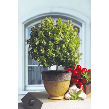 Basilicum El Greco (jonge planten - geënt)