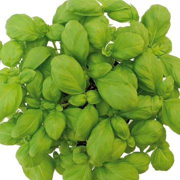 Basilicum Loki BIO