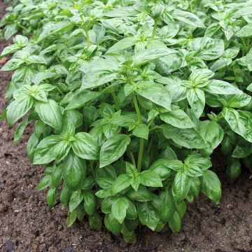 Basilicum Bonazza
