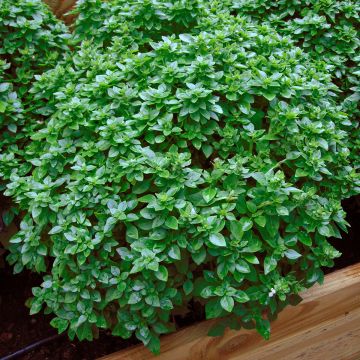 Basilicum Pistou Basilicum Pistou