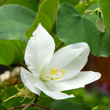 Bauhinia acuminata - Witte orchideënboom