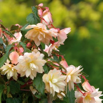Begonia Belleconia Cream - Hangbegonia