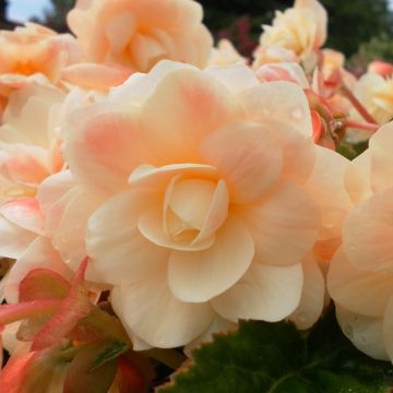 Begonia Chardonnay - Hangbegonia
