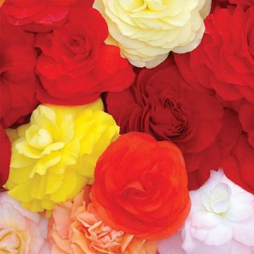 Begonia Rex Compacta - Bladbegonia