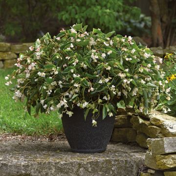 Begonia Dragon Wing Wit - Begonia