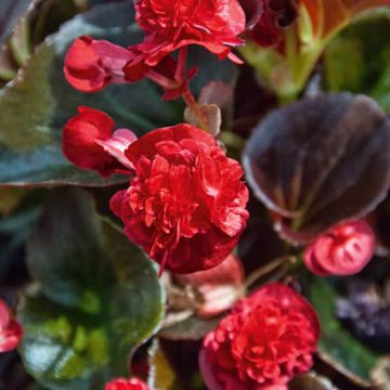 Begonia Gumdrop Coco Rood - Waterbegonia