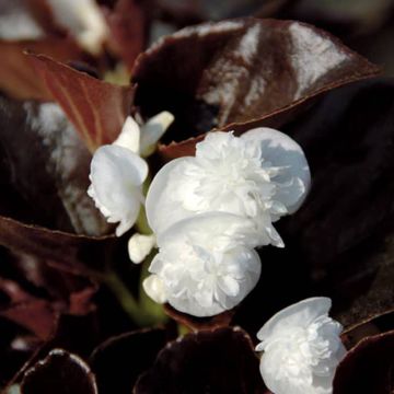 Begonia Gumdrop Coco Wit - Waterbegonia