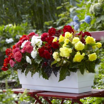 Begonia tuberhybrida Multiflora Maxima Mix 6 Couleurs - Knolbegonia