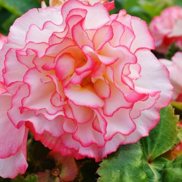 Begonia tuberhybrida Non-Stop Rose Petticoat F1 (zaad) - Knolbegonia