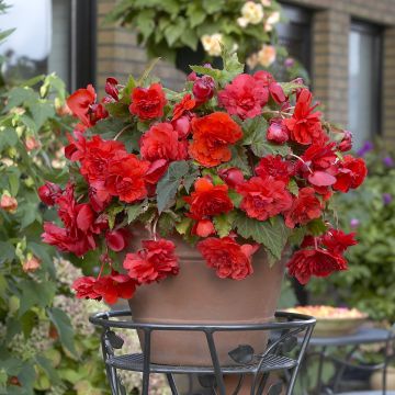 Begonia Odorata Red Glory - Knolbegonia