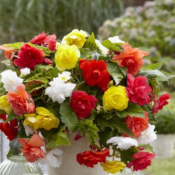 Begonia tuberhybrida Cascade Mix 6 Couleurs - Knolbegonia