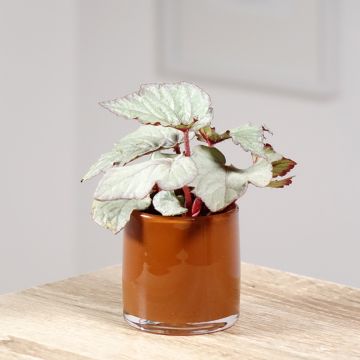 Begonia Rex Pink Pop - Bladbegonia