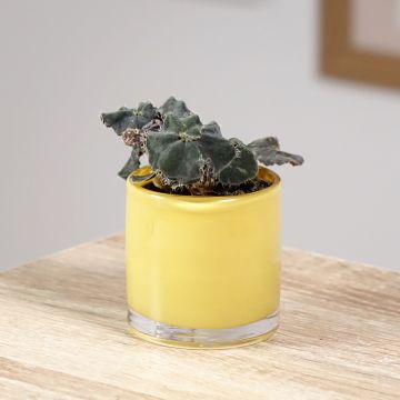 Begonia Rex Dark Mambo - Bladbegonia