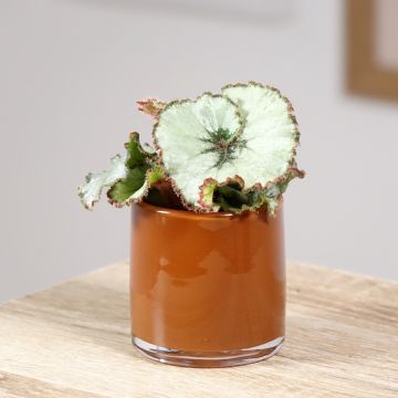 Begonia Rex Escargot - Bladbegonia