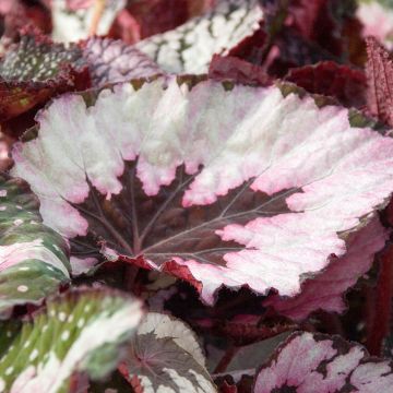 Begonia Rex Spirit of Kwale - Bladbegonia