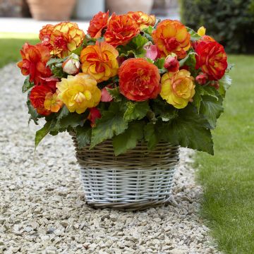 Begonia Sangria - Knolbegonia