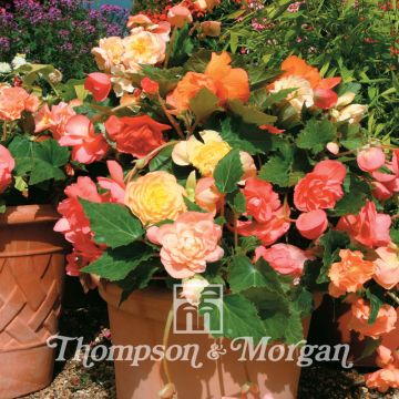 Begonia tuberhybrida Scentsation Mixed F1 (zaad) - Knolbegonia