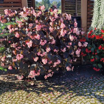 Begonia Stonehedge Light Pink Bronze Leaf - Begonia