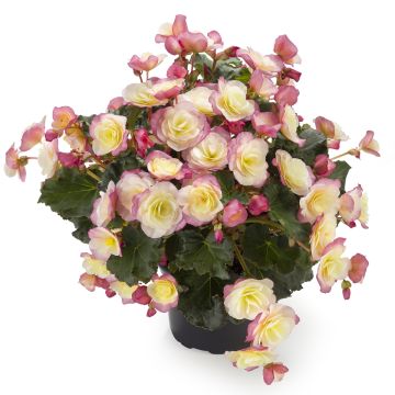 Begonia Sunbrero Bicolor - Knolbegonia