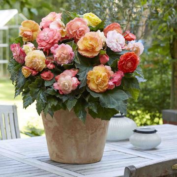 Begonia Superba Bolero - Knolbegonia