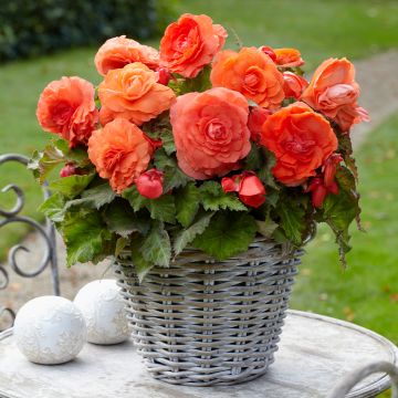 Begonia Superba Salmon - Bégonia tubéreux double saumon