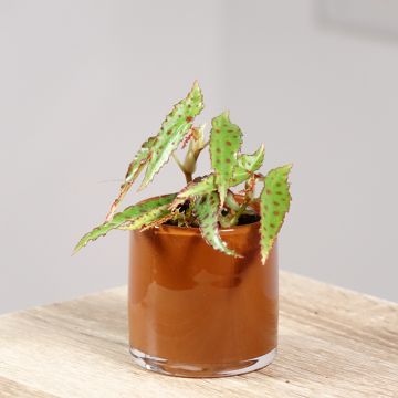 Begonia amphioxus - Begonia