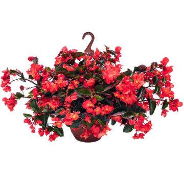 Begonia Viking Trailing Rood - Begonia