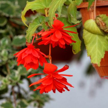 Begonia pendula Oranje - Hangbegonia