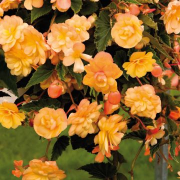 Begonia pendula Illumination Tons Abricots - Hangbegonia