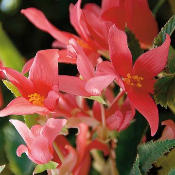 Begonia boliviensis Summerwings Roze - Hangbegonia