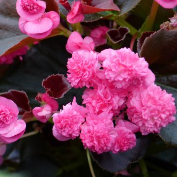 Begonia semperflorens Doublet Roze - Waterbegonia