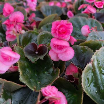 Begonia semperflorens Doublet Roze - Waterbegonia