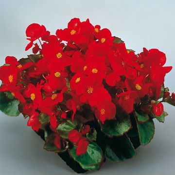 Begonia semperflorens Super Olympia Rood - Waterbegonia