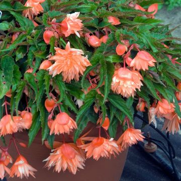 Begonia Belleconia Mango - Hangbegonia