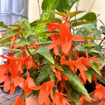 Begonia intermedia Skaugum - Knolbegonia
