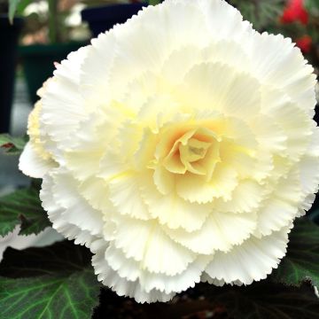 Begonia Fimbriata Wit - Knolbegonia