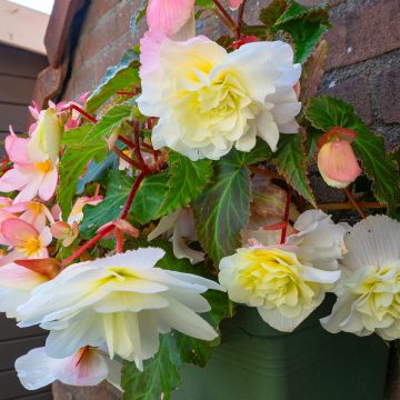Begonia Odorata Angelique - Knolbegonia