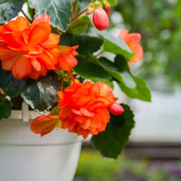 Begonia tuberhybrida Cascade Oranje - Knolbegonia