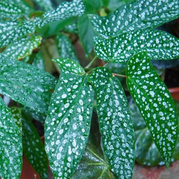 Begonia Wings Albopicta - Stengelbegonia