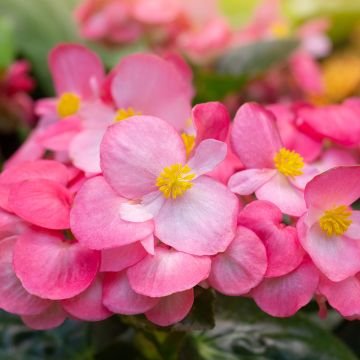 Begonia semperflorens Mascotte Bicolour Improved - Waterbegonia