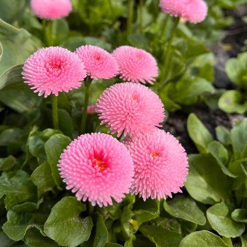 Madeliefje Bellastar Compact Pink - Bellis perennis