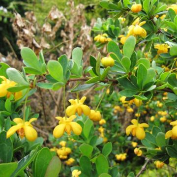 Berberis buxifolia Nana - Zuurbes