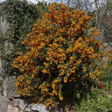 Berberis darwinii - Darwinszuurbes