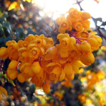 Berberis darwinii Compacta - Darwinszuurbes