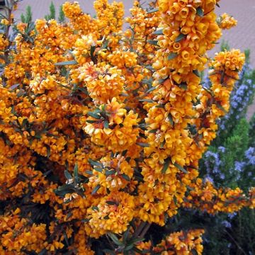 Berberis linearifolia Orange King - Zuurbes