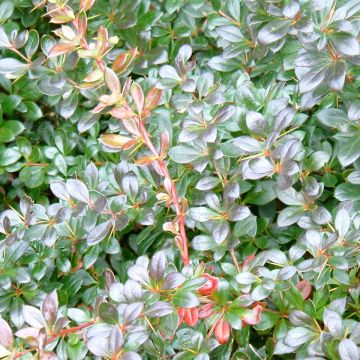 Berberis media Red Jewel - Zuurbes